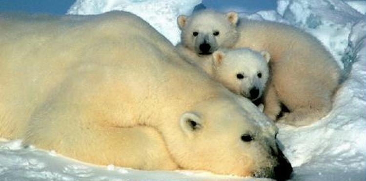 En isbjørnemor tager en slapper med sine unger i et vildtreservat i Alaska. - Arkivfoto: AP 