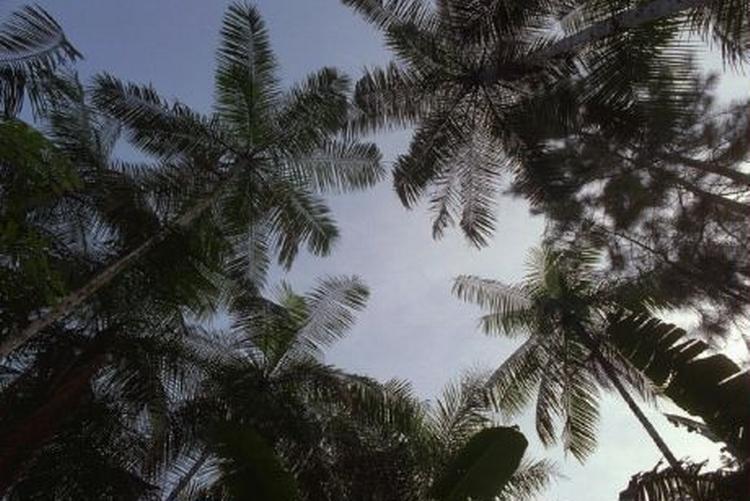 Fundet er gjort dybt inde i Guatemalas jungle. - Arkivfoto: AP 