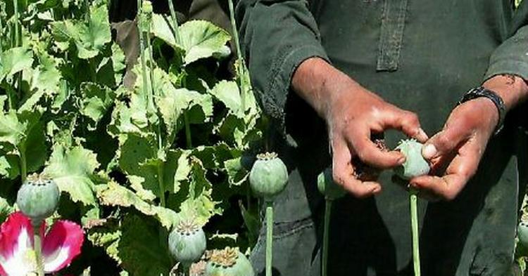 Narkohøsten ser ud til at slå alle rekorder i år i Afghanistan - Foto: AP 