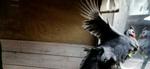 To agerhøns og en påfugl fra Fyn fra smittet med den farlige variant af fugleinfluenzaen. - Modelfoto: Miriam Dalsgaard 