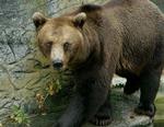 Dyrevenner protesterer, men der er intet at gøre - jagten er gået ind på en brun bjørn i Bayern. Her ses dog bjørnen fra Zoologisk Have i København. - Arkivfoto: Johnny Frederiksen 