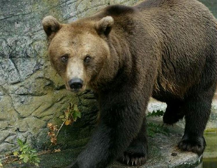 Dyrevenner protesterer, men der er intet at gøre - jagten er gået ind på en brun bjørn i Bayern. Her ses dog bjørnen fra Zoologisk Have i København. - Arkivfoto: Johnny Frederiksen 