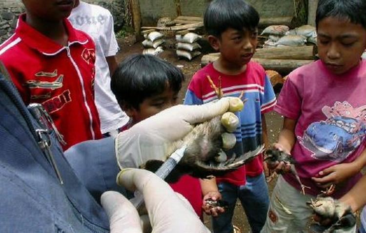 Sundhedspersonale vaccinerer en fugl i Indonesien. WHO slår alarm, efter at en hel familie er død af fugleinfluenza i landet. - Foto: AP 