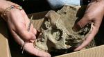 Det velbevarede kranie af den kvinde, som arkæologer har fundet på en begravelsesplads på Forum Romanum i Rom. - Foto: AP 