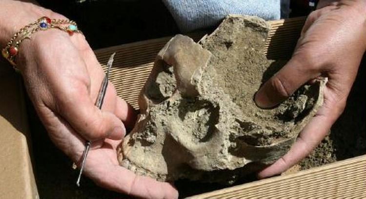 Det velbevarede kranie af den kvinde, som arkæologer har fundet på en begravelsesplads på Forum Romanum i Rom. - Foto: AP 