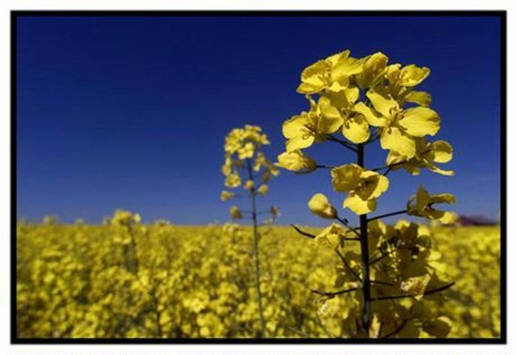 Statoils biobenzin er blyfri 95 oktan benzin tilsat fem procent bioætanol, der er sprit lavet af planter. - Arkivfoto: Claus Bonnerup 
