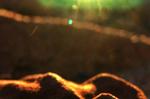 De såkaldte stromatolitter på billedet afslører et komplekst økosystem, der stammer fra for 3.430 millioner år siden. - Foto: Nature.com 