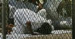 Debatten går, om det var håbløshed eller iskold kalkyle, der fik tre fanger fra Guantanamo-lejren til at at begå selvmord i weekenden. - Foto: AP 