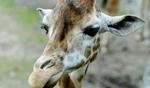 Kruger National Park i Sydafrika. - Foto: Thomas Borberg 