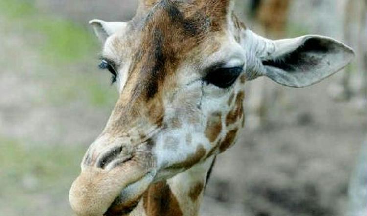 Kruger National Park i Sydafrika. - Foto: Thomas Borberg 
