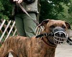 Frankrig forbød i 1999 import af blandt andet pitbullhunde som denne her. Nu vil den franske regering stramme lovgivningen yderligere efter en række tilfælde af hundes angreb på mennesker.   Foto: AP 