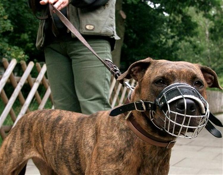 Frankrig forbød i 1999 import af blandt andet pitbullhunde som denne her. Nu vil den franske regering stramme lovgivningen yderligere efter en række tilfælde af hundes angreb på mennesker.   Foto: AP 
