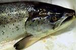 47 gram laks indeholder samme mængde omega 3-fedtsyre som 1,4 kg. rugbrød fra Kohberg. 