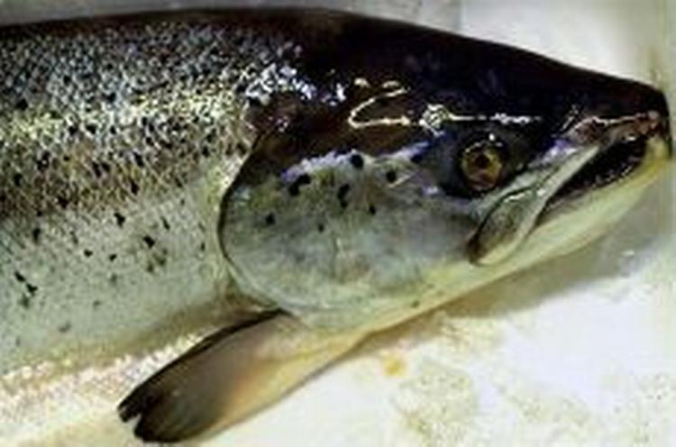 47 gram laks indeholder samme mængde omega 3-fedtsyre som 1,4 kg. rugbrød fra Kohberg. 