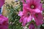 Brumleby