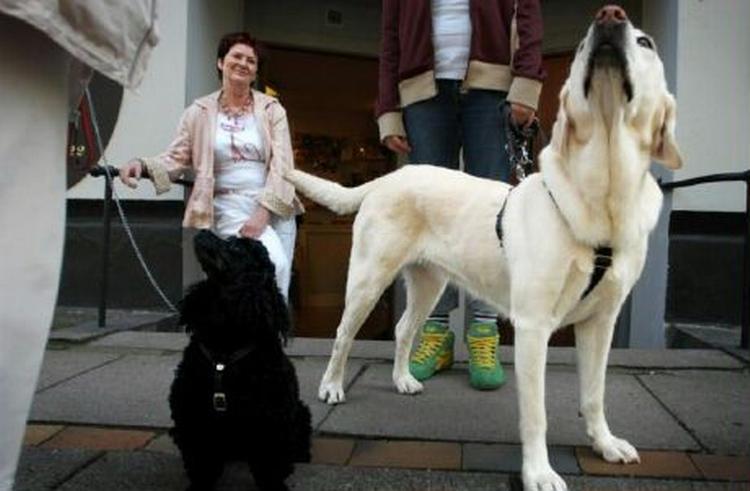 Når hunden bliver syg, kan finnerne nu tilkalde en dyreambulance til assistance. - Arkivfoto: Hilde Lillejord 