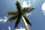 Hvordan kan en kvinde med Newcastleaccent vågne op og tale som var hun født i palmernes skygge på Jamaica? - Arkivfoto: Thomas Borberg 