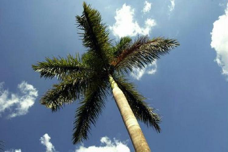 Hvordan kan en kvinde med Newcastleaccent vågne op og tale som var hun født i palmernes skygge på Jamaica? - Arkivfoto: Thomas Borberg 