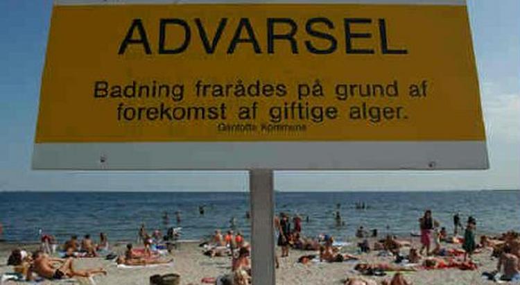 Giftige blågrønne alger breder sig i de danske farvande på grund af varmen - Foto: Finn Frandsen 