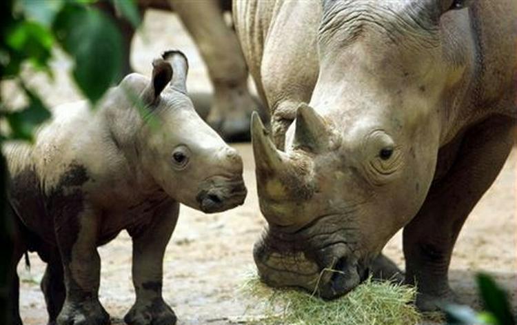 Underarter af hvide næsehorn som disse to er nogle steder også ved at uddø. - Arkivfoto: AP 