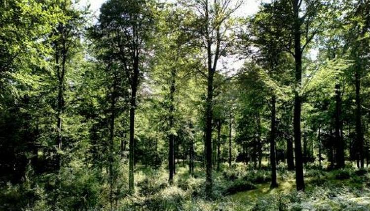 Grib Skov. - Arkivfoto: Thomas Borberg 