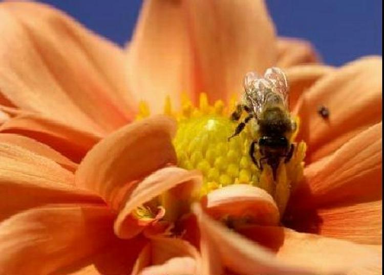 Den økonomiske værdi af biernes arbejde med at sprede pollen rundt om i verden er opgjort til mellem 200 og 500 milliarder kroner årligt. Men forekomsten af bier er for nedadgående. - Foto: Martin Lehmann 