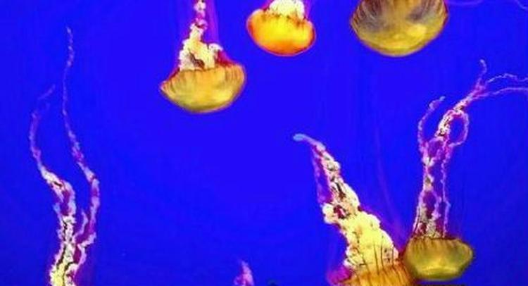 Brandmænd er ubehagelige både i danske farvande - og som her i californiske. - Foto: AP 