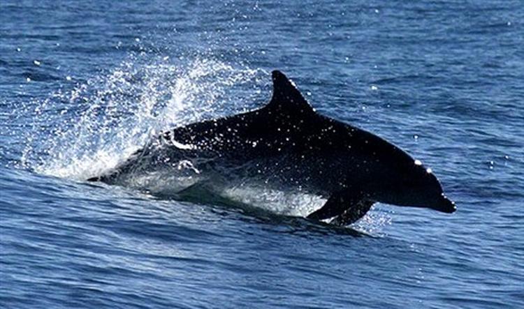 En alternativ måde at rense bunden på skibe på kan blive delfinernes metode. - Arkivfoto: AP 
