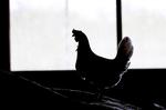 Næsten en tredjedel af alle høns i EU er smittet med salmonella. Værst er det i Portugal og Polen, hvor henholdsvis 79 og 77 procent af alle høns går rundt med den smitsomme bakterie.   Foto: Lars Skaaning 