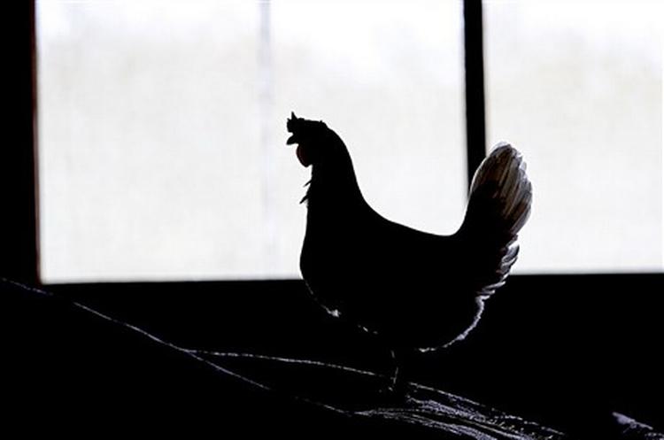 Næsten en tredjedel af alle høns i EU er smittet med salmonella. Værst er det i Portugal og Polen, hvor henholdsvis 79 og 77 procent af alle høns går rundt med den smitsomme bakterie.   Foto: Lars Skaaning 