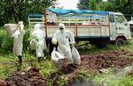 De seneste uger har Thailand haft to større udbrud af fugleinfluenza, og landet er nu i gang med at destruere fjerkræ. - Foto: AP 