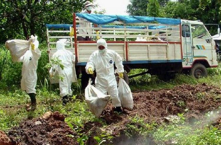 De seneste uger har Thailand haft to større udbrud af fugleinfluenza, og landet er nu i gang med at destruere fjerkræ. - Foto: AP 