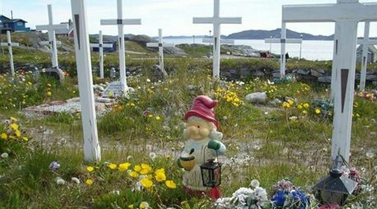 KIRKEGÅRDSPLANTER. Den grønlandske flora rækker fra fjeldvalmue og mælkebøtte til stedsegrønt plastik.   Foto: Christian Graugaard 