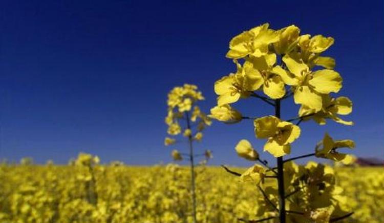 En fransk landmands traktor kører på det gode naturlige produkt fra gule rapsmarker. Og det kunne skattemyndighederne ikke godtage. - Arkivfoto: Claus Bonnerup 