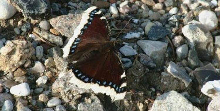 Sørgekåben bliver mellem seks og otte centimeter i vingefang. - Foto: Polfoto 