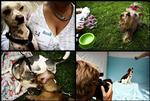 Der er træf for smukke hunde i denne uge. Kampen om at blive Danmarks sødeste hund er arrangeret i Dyrenes Beskyttelse og magasinet 'Vi med hund' - Foto: Joachim Adrian 