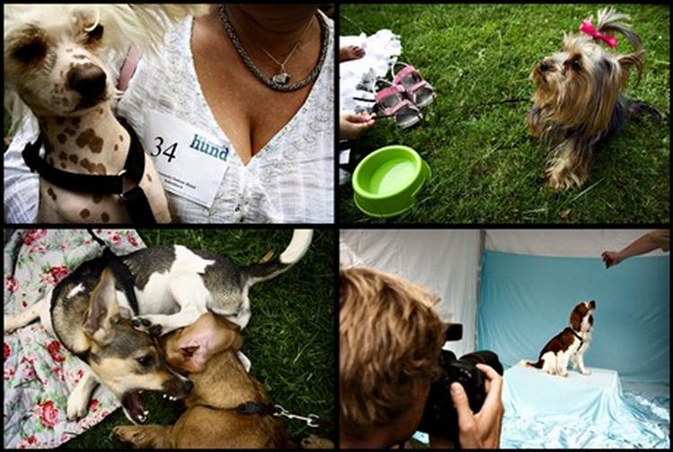 Der er træf for smukke hunde i denne uge. Kampen om at blive Danmarks sødeste hund er arrangeret i Dyrenes Beskyttelse og magasinet 'Vi med hund' - Foto: Joachim Adrian 