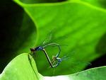 Et par insekter af arten Almindelig Nymfe - eller Blå Vandnymfe - folder sig ud på åkandebladene. - Foto: Jan Steving 