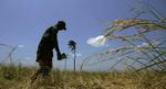 En srilankansk farmer tilser sin rismark ved i det nordøstlige Sri Lanka. Afgrøderne har taget skade af kampene om at kontrollere vandet. - Foto: AP 