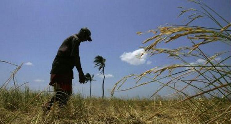 En srilankansk farmer tilser sin rismark ved i det nordøstlige Sri Lanka. Afgrøderne har taget skade af kampene om at kontrollere vandet. - Foto: AP 