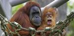 En hollandsk ZOO vil sætte webcams op til deres orangutanger - Foto: AP 