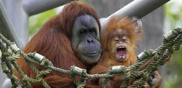 En hollandsk ZOO vil sætte webcams op til deres orangutanger - Foto: AP 