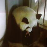 En Panda-tvillingefødsel i Kina skaber nyt håb for den truede art. 