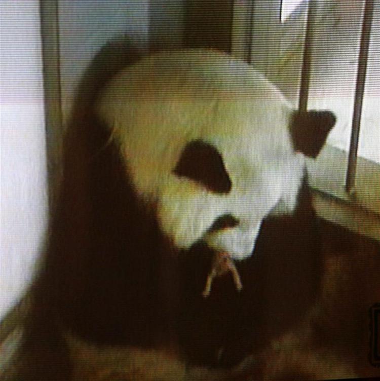 En Panda-tvillingefødsel i Kina skaber nyt håb for den truede art. 