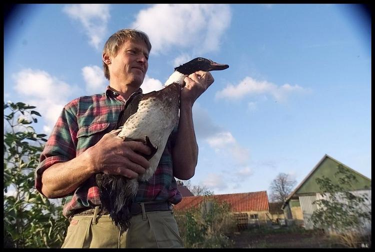 Hobbyavlere og økologiske avlere bliver ramt af de nye regler, der skal minimere risikoen for fugleinfluenza i Danmark, mener S og R. 