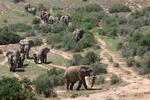 Her ses elefanter i Addo elefantpark nord for Port Elizabeth. I Chad har krybskytter gjort stort indhug i elefantbestanden. 