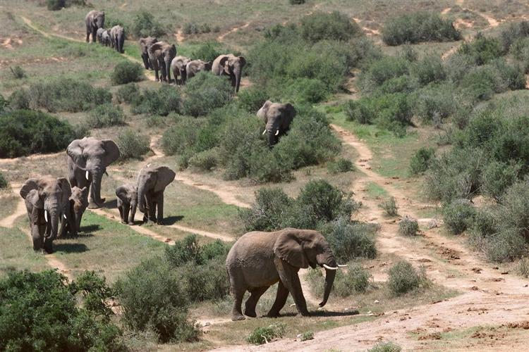 Her ses elefanter i Addo elefantpark nord for Port Elizabeth. I Chad har krybskytter gjort stort indhug i elefantbestanden. 
