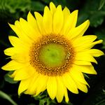 blomst