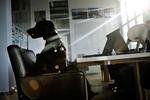 Den sorte labrador er direktørens egen, men andre medarbejderes hunde er også velkomne hos it-virksomheden Jubii. 