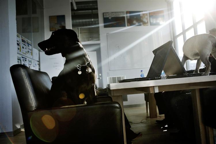 Den sorte labrador er direktørens egen, men andre medarbejderes hunde er også velkomne hos it-virksomheden Jubii. 